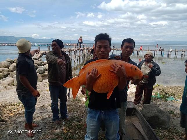 Detik Detik Warga Tangkap Ikan Mas Seberat 15 Kg Hebohkan Dunia Maya